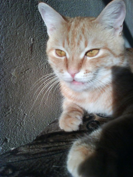 Александр Демиденко