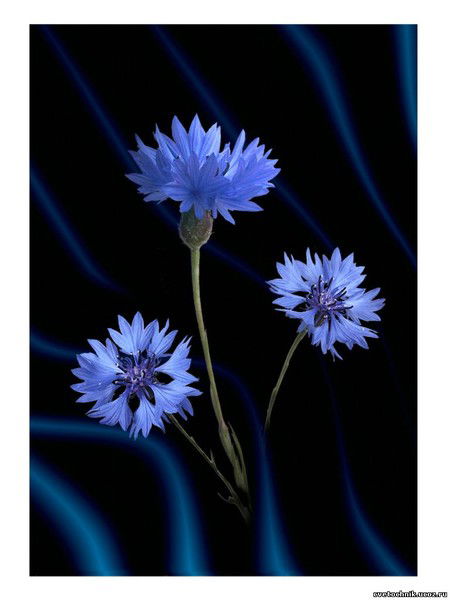 Елена Лапунова