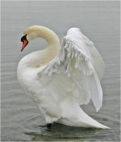 Лебедь Белая