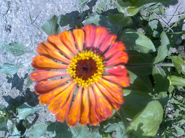 Людмила Морозова