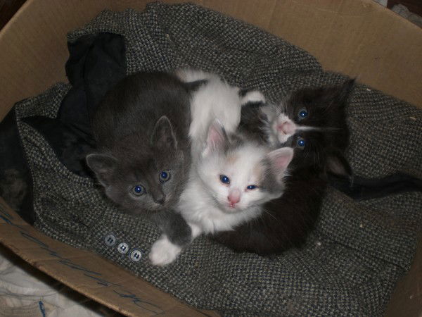 Равиль Манёров