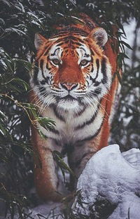 Игорь Слащёв