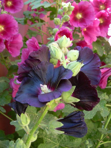 Вячеслав Панасенко