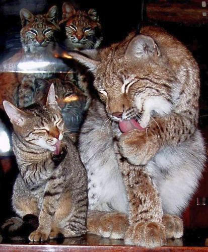 Светлана Светик