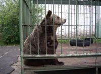 Макар Макаров