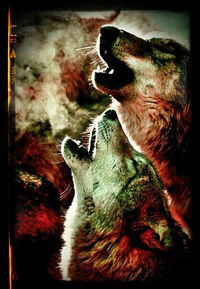 Айзат Харисов