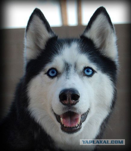 Владимир Css