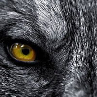 Олександр Ткаченко