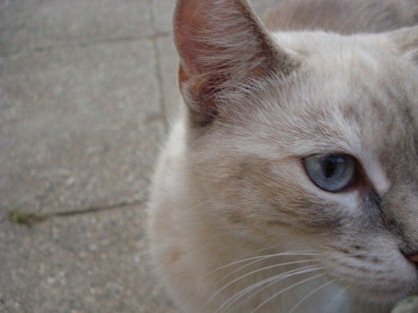 Ирина Лисицына