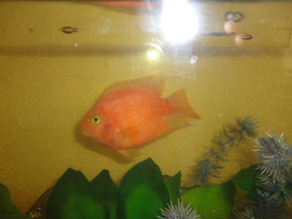 Александра