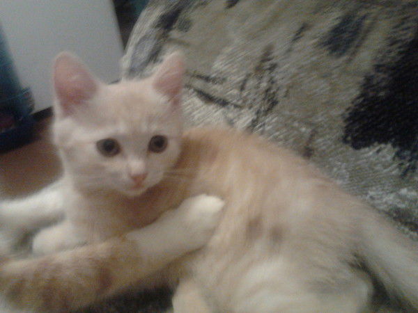 Ольга Риттер