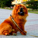 Александр Горохов