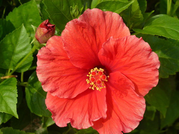 Сания Сания