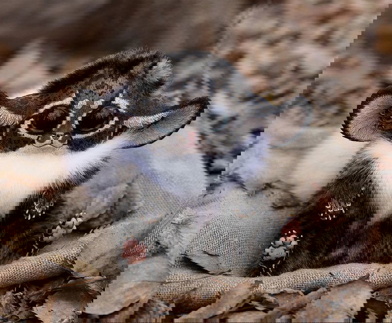 Алексей Шишкин