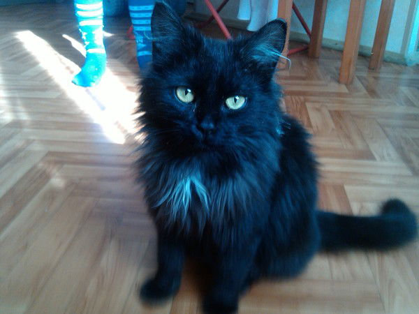 Алексей Голиков