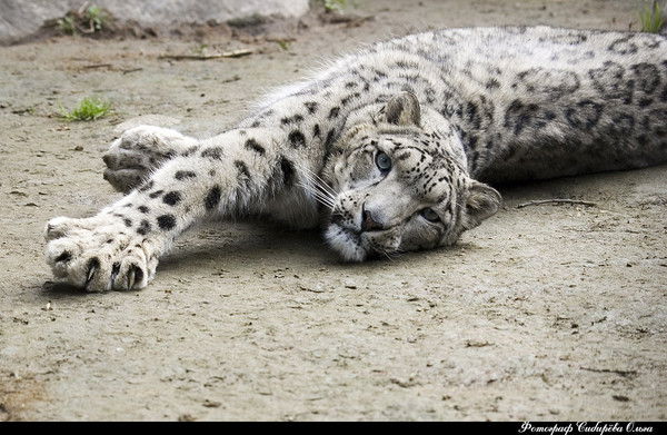 Оао "гиэс" Гиэс