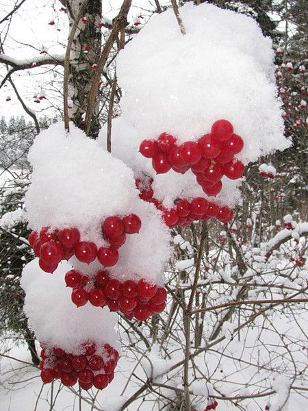 Марина Калинина