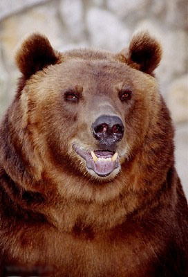 Дмитрий Чегринец