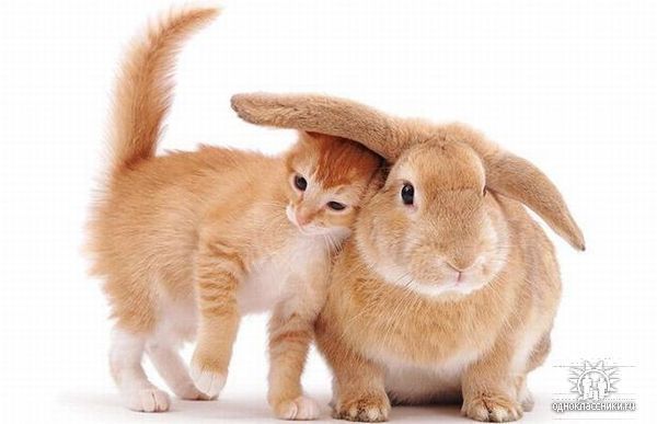 Ирина Бертасова