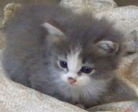 Артём Калиновский