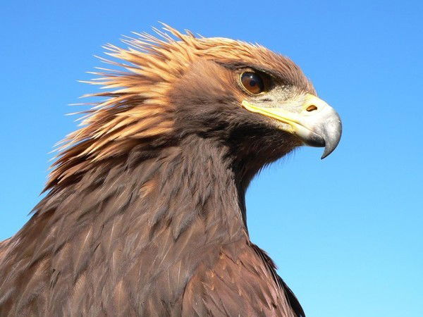 Ерлан Кенеш