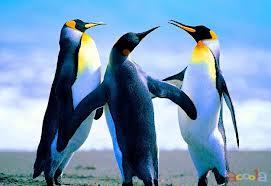 Карина Либкнехт