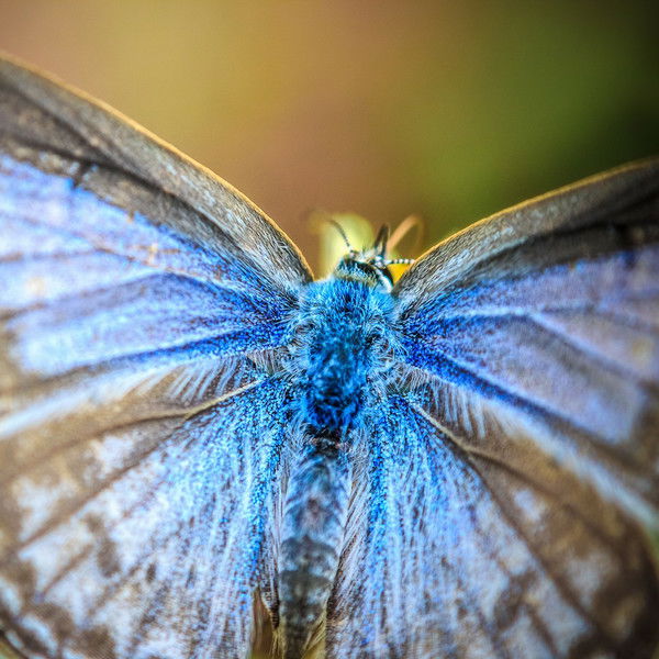 Елена Терюшкова