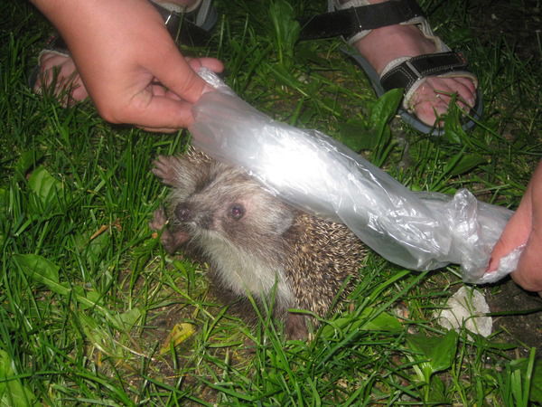 Ольга Сидорова