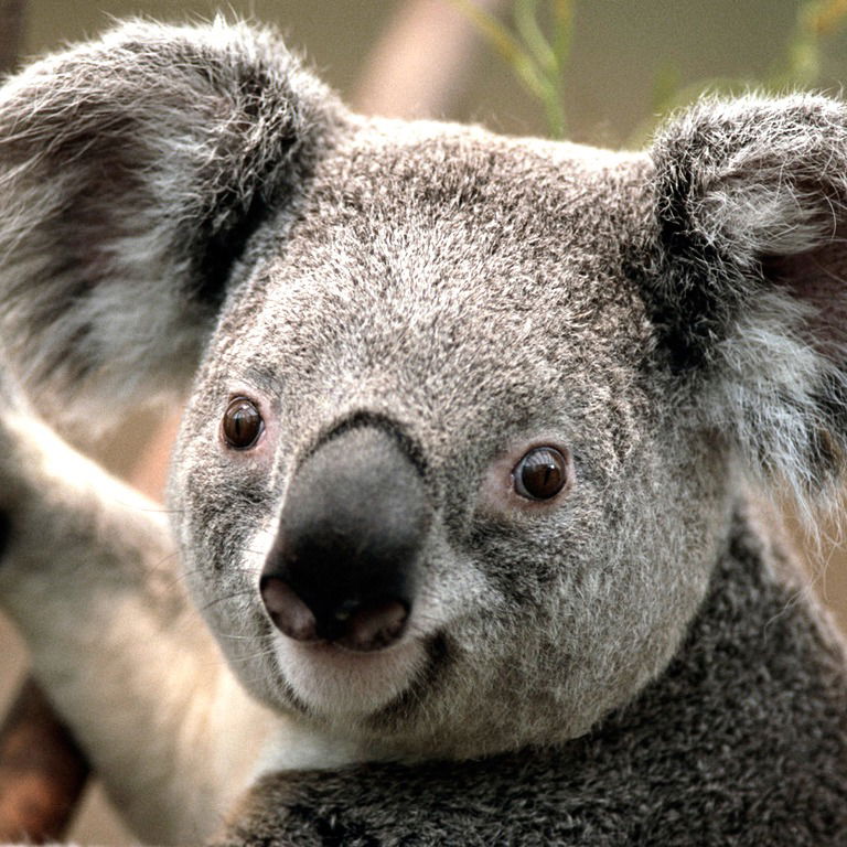 Александр Завхоз