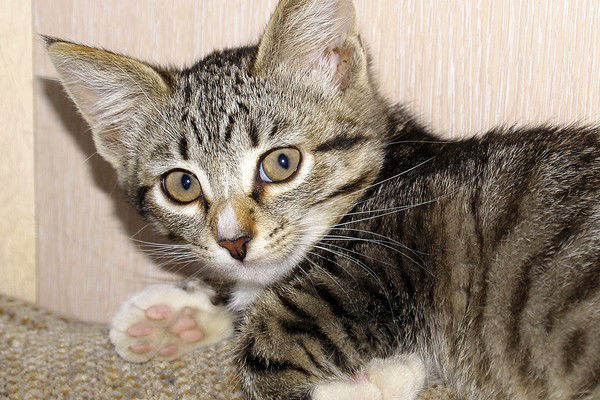 Наталья Кожина