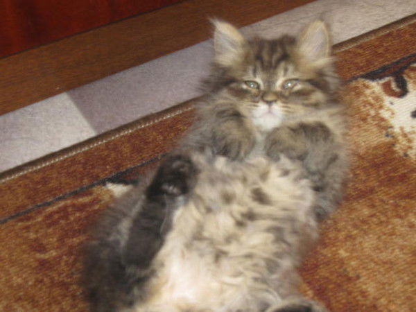 Анастасия Ю