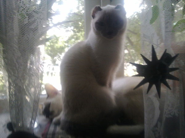 Юлика Юлика