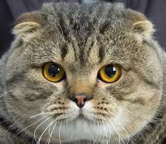 Константин Силивончик