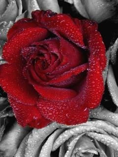 Олеся Смуренкова