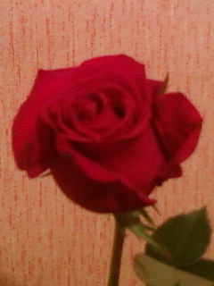 Наталья Бахтеева