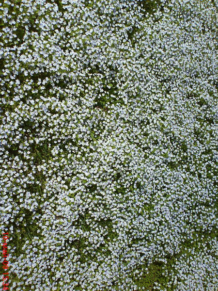 Константин Ниница