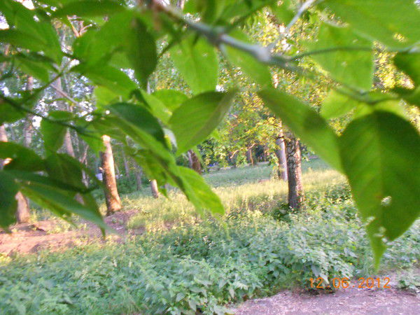 Серёга Уиллис