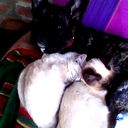 Александр Жаворонков