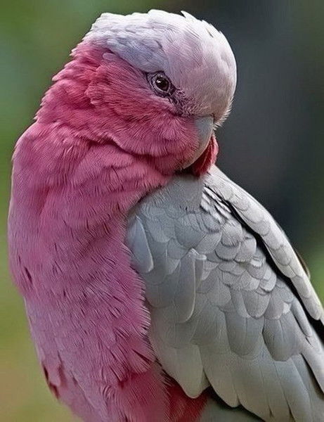 Елизавета Туманова