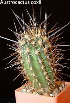 Орлова Раиса