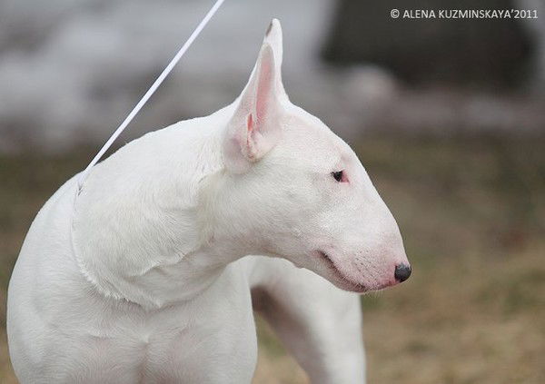 Енисей Регион