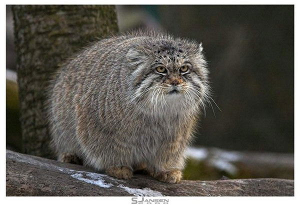 Максим Баталов