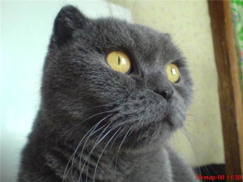 Игорь Смольников