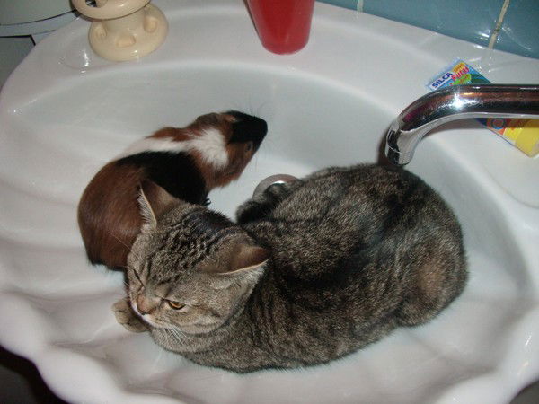 Полина Полина