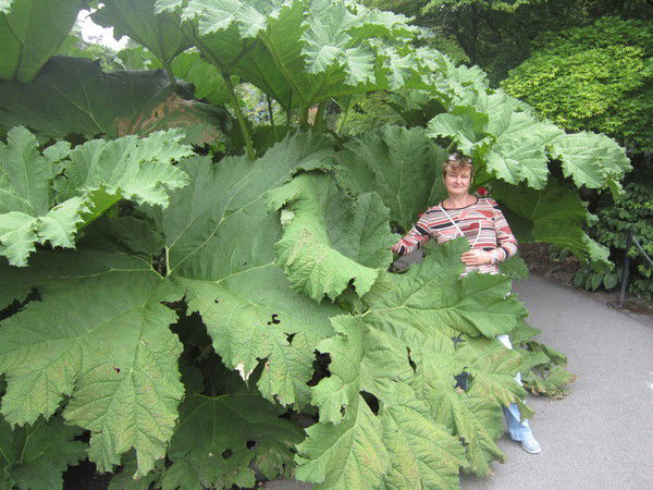 Ольга Николаева