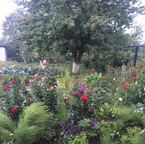 Светлана Мащенко