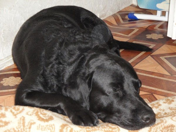 Светлана Выскубова