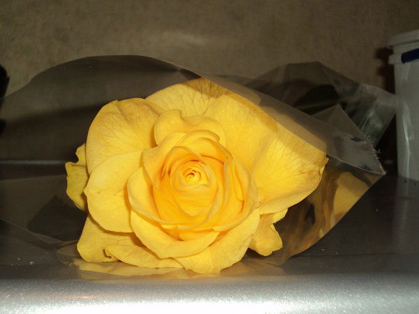 Татьяна Гагарина