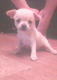 Рома Андреев