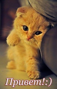 Даша Шкляева